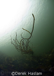 Bootlace weed in water flow. Connemara. D200, 10.5mm. by Derek Haslam 
